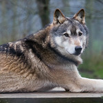 Wolf Conservation Trust: Alert