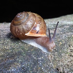 snail
