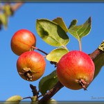 Autumn fruit