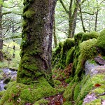 Ariundle Oakwoods, Strontian.
