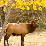Bull Elk Autum Portrait