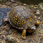 P9214485 Eastern Box Turtle