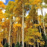 Colorado Fall Colors