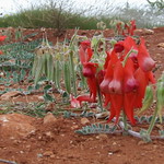 Fabaceae>Swainsona formosa Sturt's Desert Pea DSCF4469