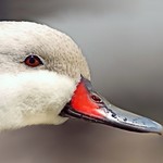 Bahamapijlstaart - Silver Bahama Pintail (Anas bahamensis)