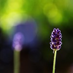 One more summer flower :)