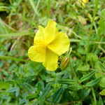 Helianthemum nummularium