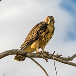 Juvenile Swainson's Hawk