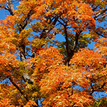 Boston. gold and blue. Fall foliage. Autumn.