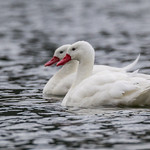 Coscoroba Swan - Coscoroba coscoroba - Cisne coscoroba