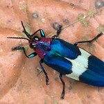 Chrysochroa castelnaudi H. Deyrolle, 1862: Buprestidae