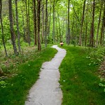 Forest Path