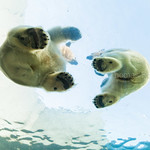 Dancing polar bears