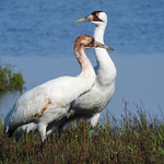 Day 3, rare, ENDANGERED Dad & colt Whooping Crane
