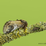 Pebble Prominent