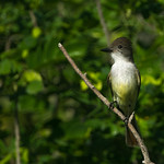 Manuelito, Stolid Flycatcher (Myiarchus stolid)