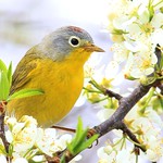 Nashville warbler male at Cardinal Marsh IA 653A8929