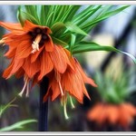 Fritillaria imperialis (Crown Imperial, imperial fritillary or Kaiser's crown)