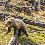 Like falling off a log