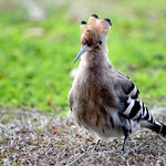 Hoopoe