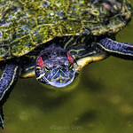 Osserva la tartaruga / Watch the turtle