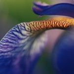 Colors of the iris