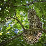 Barred Owl - Strix varia