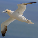 DSC3992 Gannet...