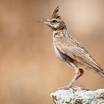 Ubiquitous Crested Lark (Galerida cristata), Dibbeen Forest Reserve, Jordan