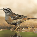 Zigolo muciatto (Emberiza cia)