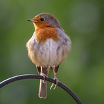 Proud Robin