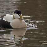Common_Eider_M_WEB_2U6A3472