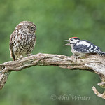 Little Owl (Athene noctua) Great Spotted Woodpecker (Dendrocopos major)