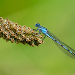 Common Blue Damselfly 13-Jul-19 M_002