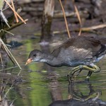 Gallinule D'Am&eacute;rique / American Moorhen juv&eacute;nile Bigfoot .