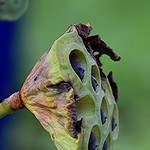 Side view of Lotus pod