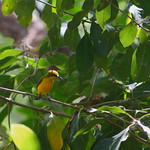Olive-backed Sunbird - Nectarinia jugularis - Nectariniidae