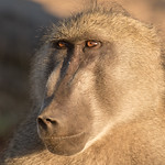 Chacma Baboon - Papio ursinus