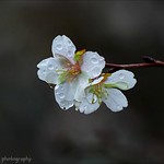 Remember, we all stumble, every one of us....