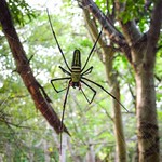 Golden Silk Orb Weaver