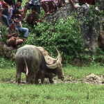 Indonesia - Sulawesi - Tana Toraja - Funeral Ceremony - 420