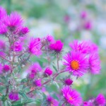 New england aster