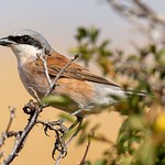 Red-backed Shrike, Armenia, September 2019.