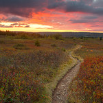 Dolly Sods Twilight Trail