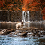Autumn Falls & Rupert!