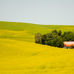Canola country