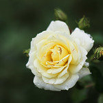 yellow rose