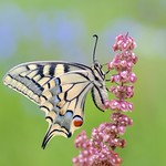 *The swallowtail lady in the morning II*