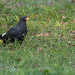 Common black hawk, Poorman&acute;s Paradise