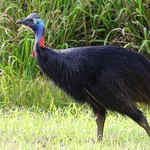 Southern Cassowary (Casuarius casuarius)